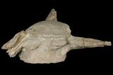 Mosasaur (Tylosaurus) Vertebra - Kansas #134348-3